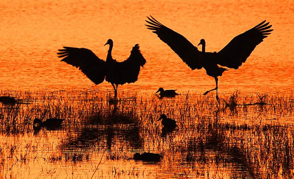 Fabulous Bird Migrations, Amazing Dunes, and Great Night Skies – Bosque del Apache