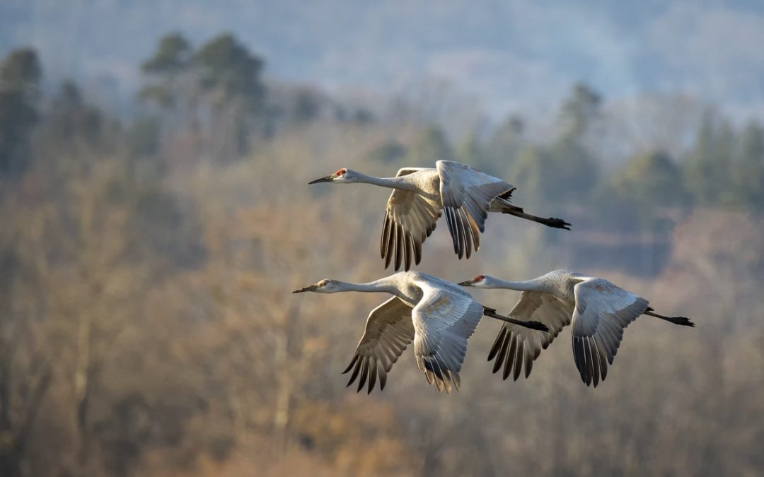 Now’s The Time for Hiawassee Sandhills