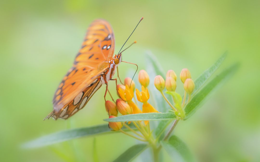 GARDENING FOR LIFE: Creating a backyard refuge for plants, insects, birds and photographers