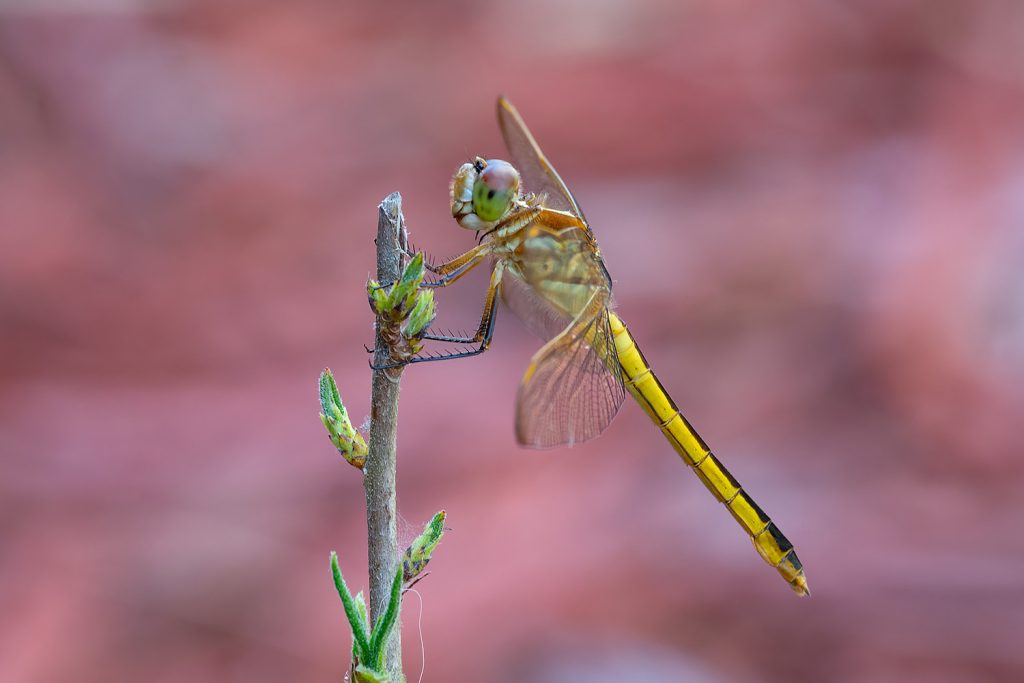 Female Needhams Skimmer Dragonfly