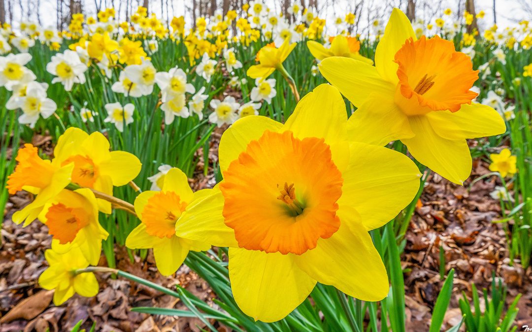 Daffodil Colorfest Trip to Gibbs Gardens