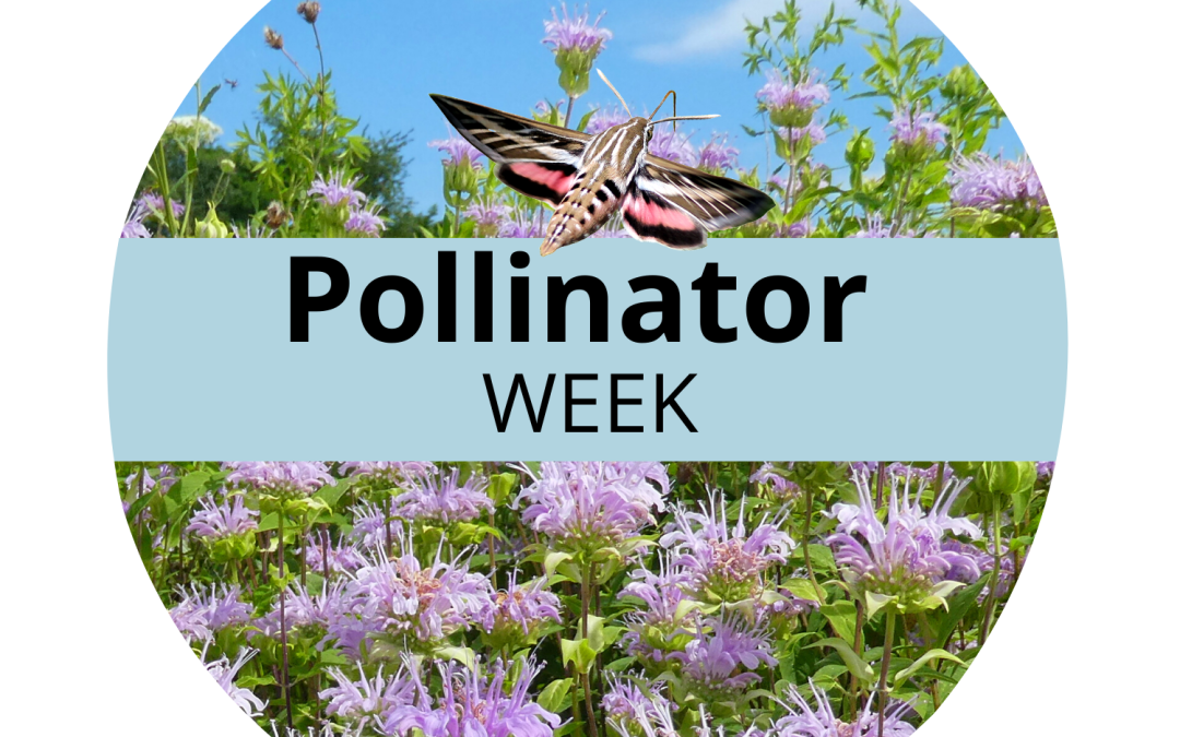 Summer is Pollinator Time – National Pollinator Week and the Great Georgia Pollinator Census