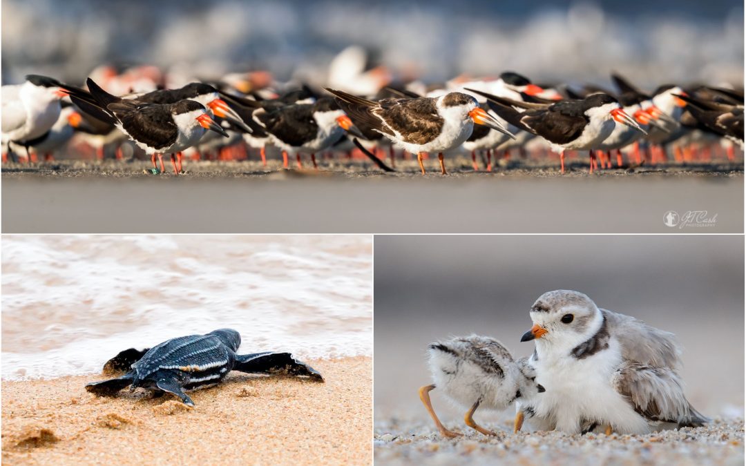 SHARE THE SHORE and BE A HERO for beach-nesting birds and turtles this holiday weekend and beyond! 