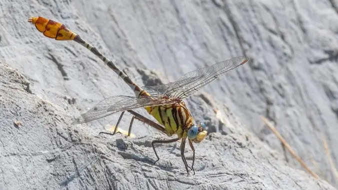 Photographing Dragonflies with Tom Wilson