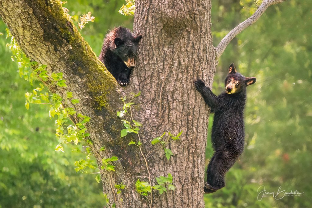 Bear cubs on Loop Road. Photo by Jenny Burdette.