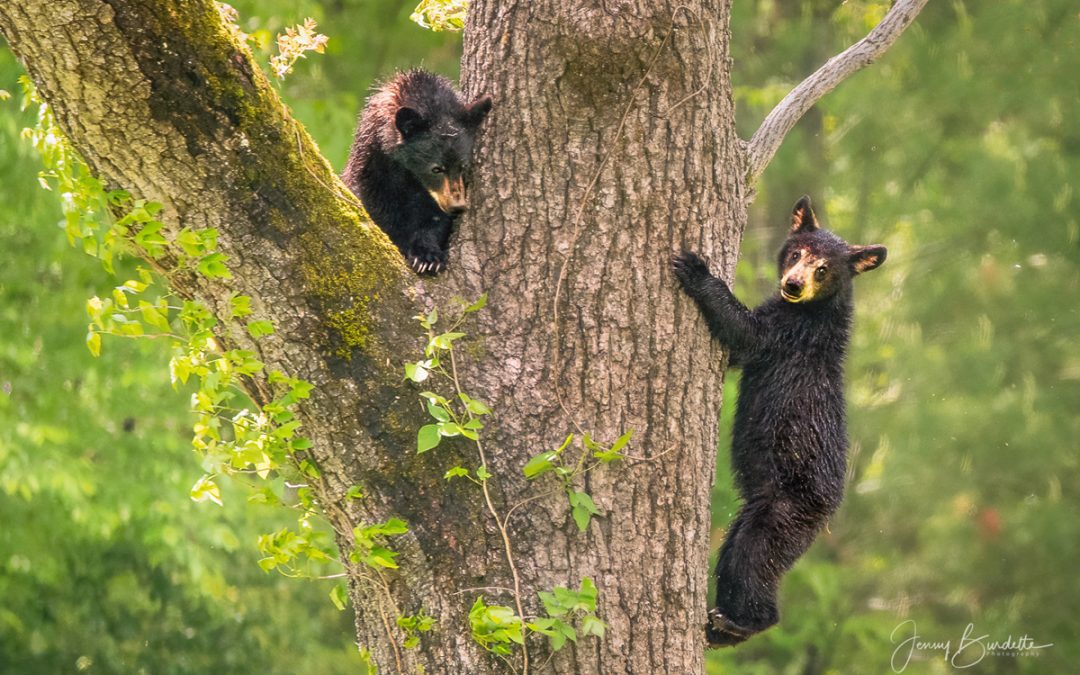 Bear cubs on Loop Road. Photo by Jenny Burdette.