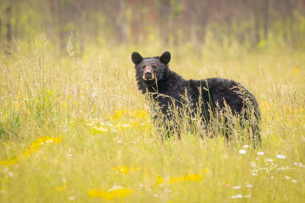 Black bear at Cades Cove. Photo by Jenny Burdette
