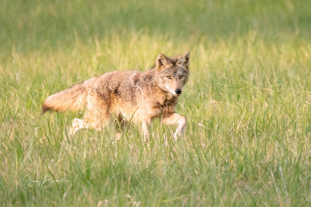 Coyote on the move. Photo by Jenny Burdette.