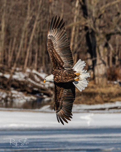 Come and Photograph Eagles in February with GNPA in Moline, Illinois