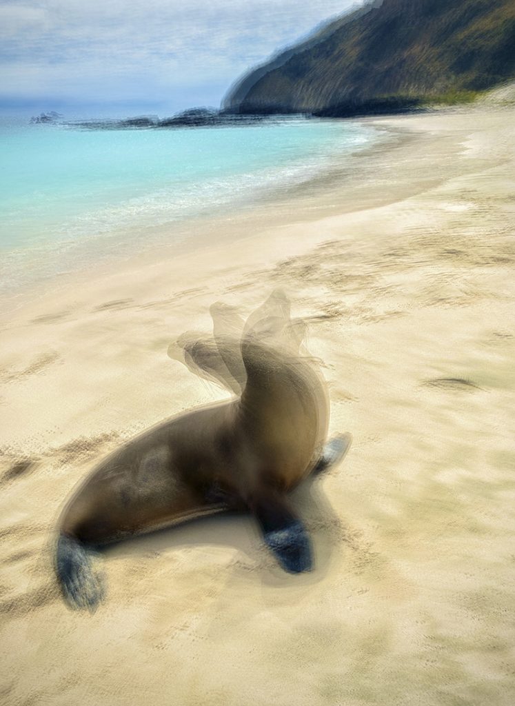 “Galapagos Sea Lion” by Cheryl Tarr
