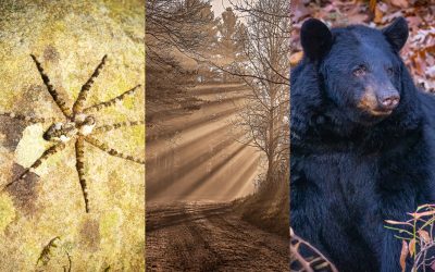 Congratulations to the GNPA Smokies Photo Competition Winners!