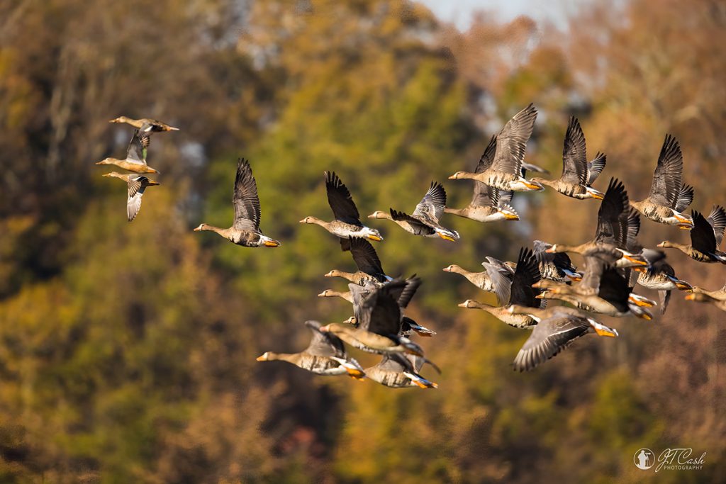 Great White-Fronted Geese in Flight. WNWR White Springs Dikes. Photo by Jimmy Cash.