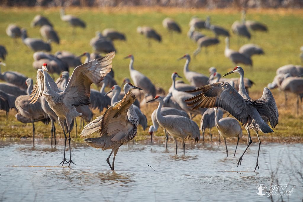 The Sandhill Crane Dance. WNWR Visitor Center. Photo by Jimmy Cash