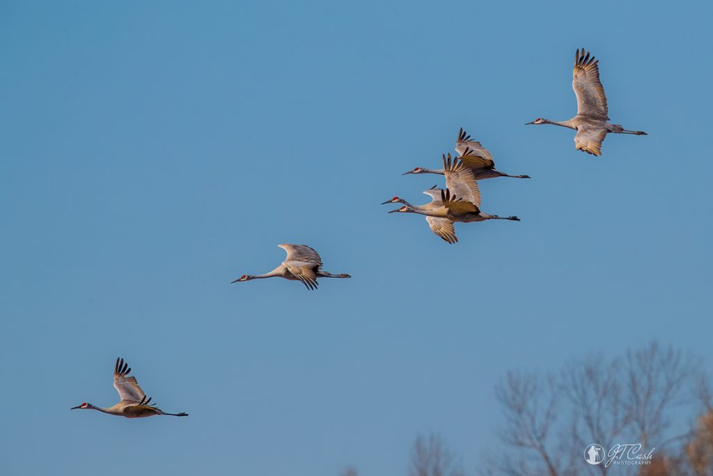 Sandhill Cranes in Flight Over Fields @ WNWR. Photo by Jimmy Cash