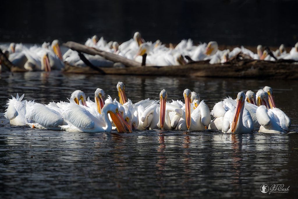 White Pelicans at Crabtree Slough. WNWR. Photo by Jimmy Cash.