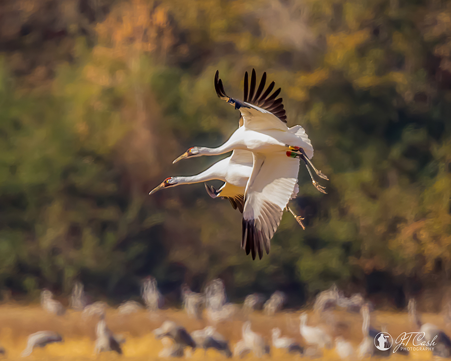 Whooping Cranes in Flight @ WNWR. Photo by Jimmy Cash