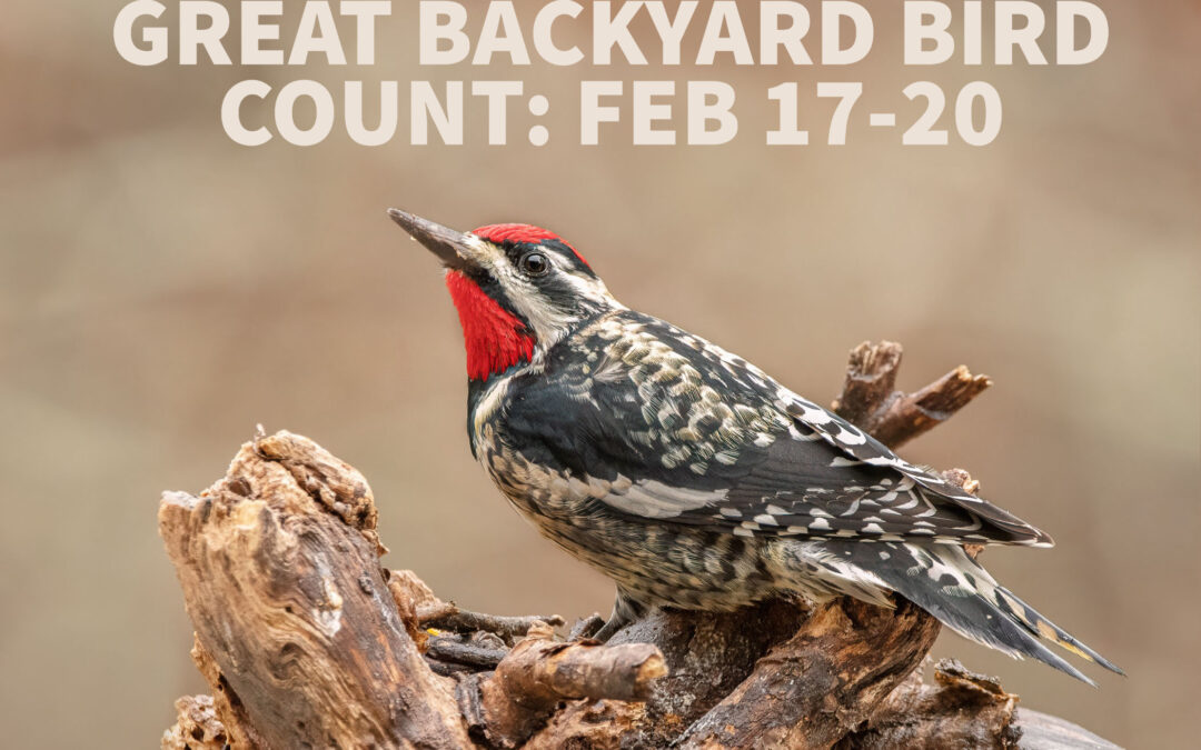 The Great Backyard Bird Count – Coming Soon to a Backyard Near You