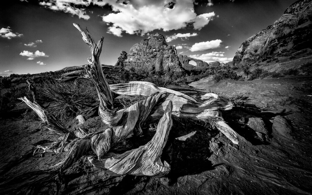 2024 Stand in Ansel Adams Footsteps Contest Winners
