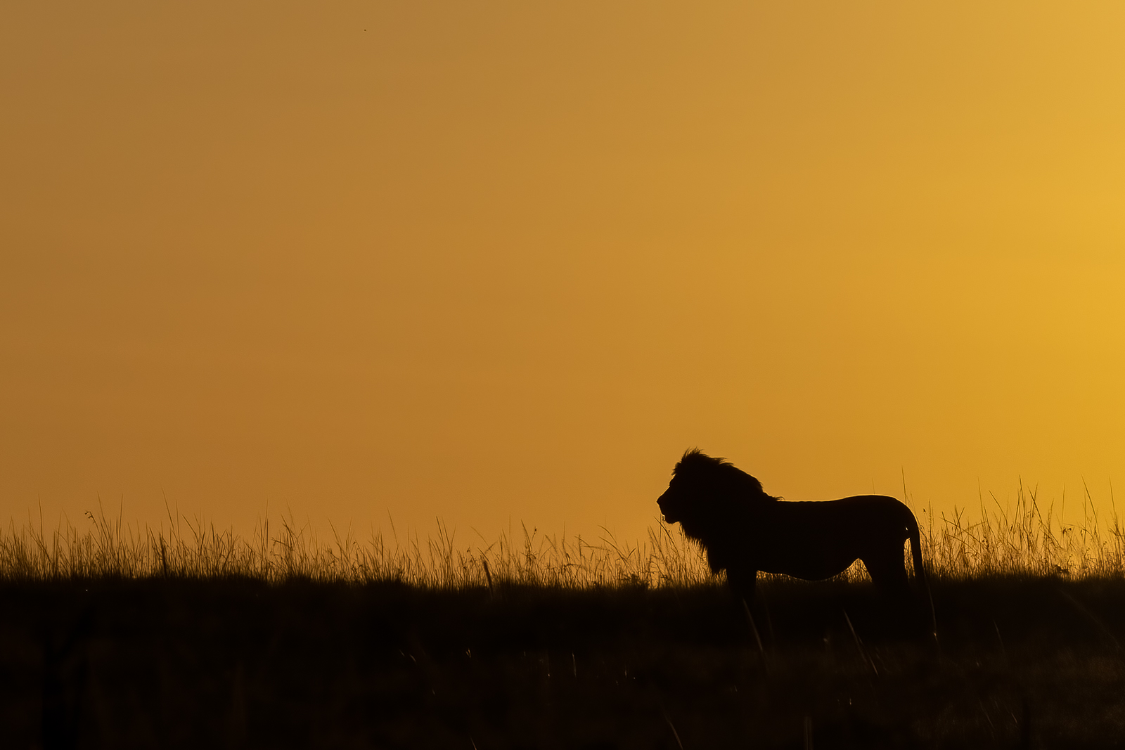 Photography on an African Safari